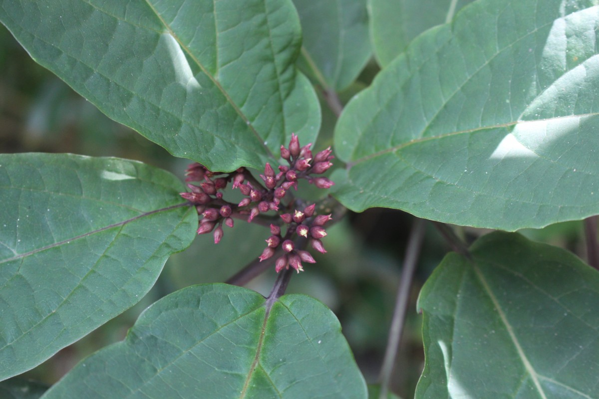 Clerodendrum quadriloculare (Blanco) Merr.